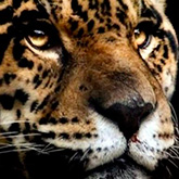 jaguar-property-management